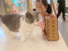 -飞行喵MR PILOT|猫舍·猫咖(静安大融城店)