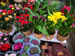 -秦美花卉(天朗·莱茵小城2期店)