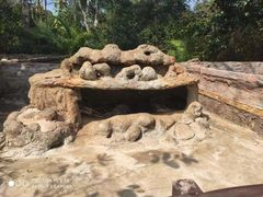 -海南热带野生动植物园