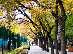 -三里屯东五街银杏大道