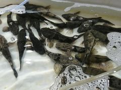 -新农都水产市场