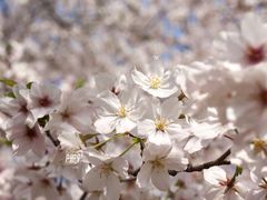 -顾村公园