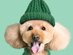 -读宠于你·约克夏比熊·睫角守宫·爬宠售卖(高新店)