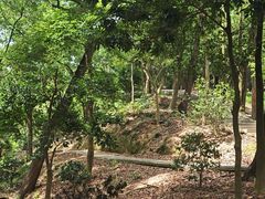 -中山市树木园
