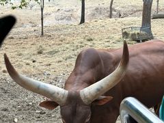 -清迈夜间动物园