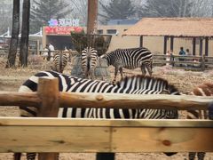 -大连森林动物园