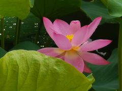 -丰台花园