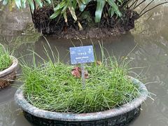 -深圳仙湖植物园