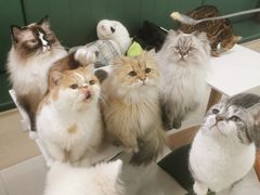 -安格丽娜·狗咖·猫咖羊驼咖(春熙路百盛商场店)