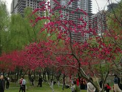 -西北湖绿化广场