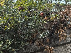 -奥林匹亚宙斯神庙