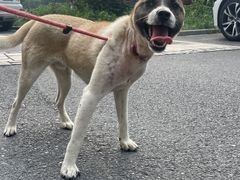 -萌兽医馆·宠物医院·猫骨科(创景店)