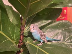 -瑞派·关忠动物医院·异宠专科·犬猫肿瘤·皮肤专科(望京店)