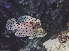-正佳极地海洋世界