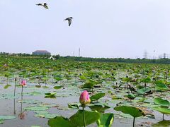 -天津东丽湖风景区