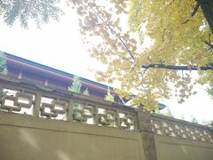 -三里屯东五街银杏大道