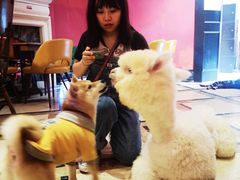 -猫色咖啡·猫咖