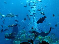-迪拜水族馆及水下动物园