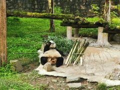 -都江堰中华大熊猫苑