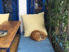 -Sirena海妖日咖夜酒