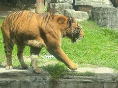 -深圳野生动物园