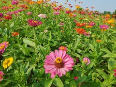 -迪茵湖田家舍生态农场