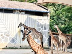 -泉州海丝野生动物世界