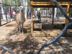 -长白岛森林公园