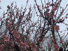 -新虹桥中心花园
