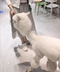 -Moni星球萌宠·小马宝莉·灵蛇·高端高阶全萌宠互动体验俱乐部(红豆国际广场店)
