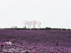 -大塘金香草谷