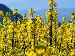 -桑洲油菜花景区