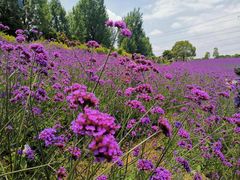 -紫颐香薰山谷景区
