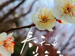 -上海滨江森林公园