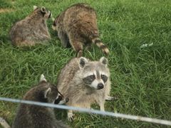 -秦皇岛野生动物园