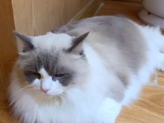 -MOCHA明星猫咖(田子坊店)