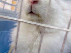 -爱侣宠医·鹦鹉专科·小型哺乳类·异宠专科(灵石路店)