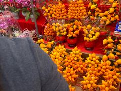 -越秀西湖花市(广州城市广场花卉店)