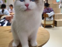 -藏猫猫咖啡主题馆(中央大道店)