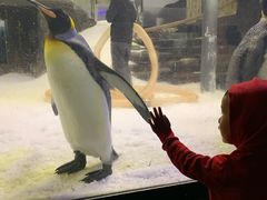 -悉尼海洋生物水族馆