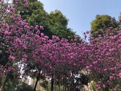 -龙头寺公园