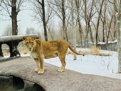 -北京野生动物园