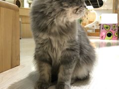 -猫和宫(六道口店)