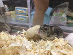 -钓仓鼠(洋桥北里小区店)