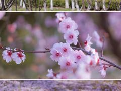 -白塘生态植物园