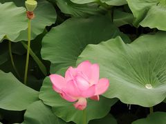 -荷塘月色湿地公园·向阳花洲