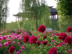 -扬州芍药园(仪征市)