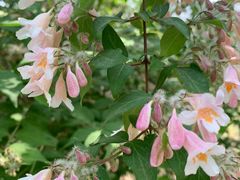 -北京麋鹿生态实验中心