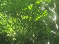 -呀诺达热带雨林
