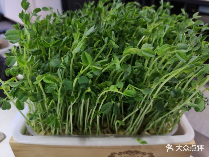 三不牛腩(禹洲店)活体豆苗图片